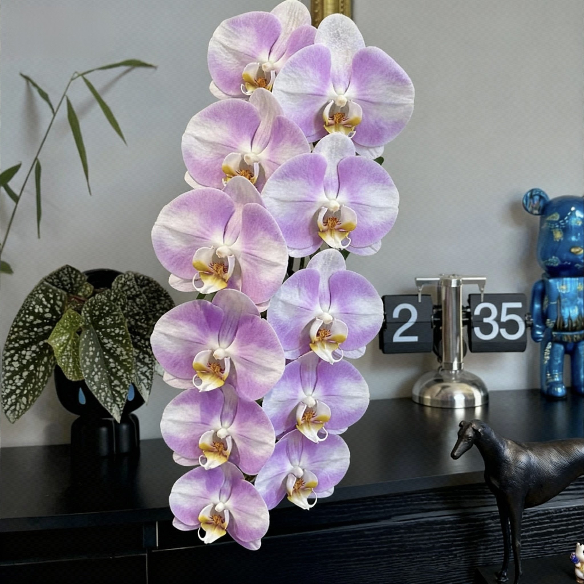 明星超大粉红蝴蝶兰带花苞花剑兰花全国四季好养盆栽客厅室内花卉,鲜花速递/花卉仿真/绿植园艺,国兰/杂交兰/洋兰类,淘宝优惠券,粉丝福利购,淘宝优惠卷