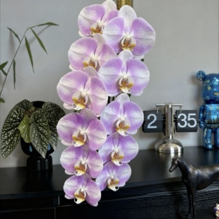 明星超大粉红蝴蝶兰带花苞花剑兰花全国四季好养盆栽客厅室内花卉