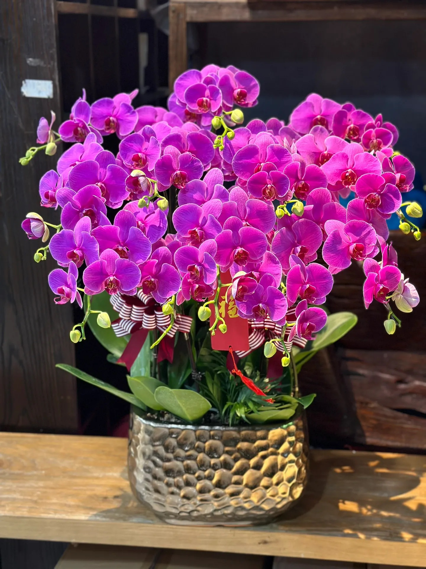 恭喜发财粉色大花蝴蝶兰带花盆栽带花苞大型盆景摆放客厅室内花卉