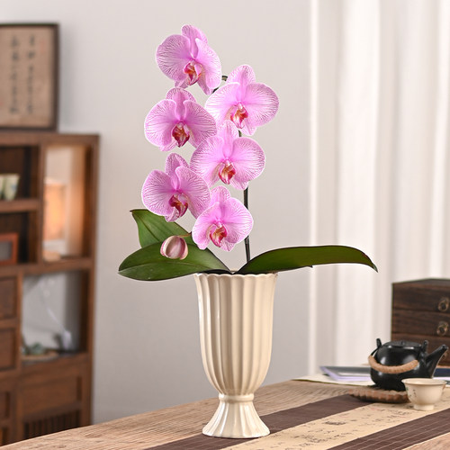 超大花粉色蝴蝶兰盆栽带花苞送礼