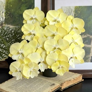 星月柠檬奶油黄治愈送礼大舌头蝴蝶兰花苗带花苞四季 好养盆栽室内
