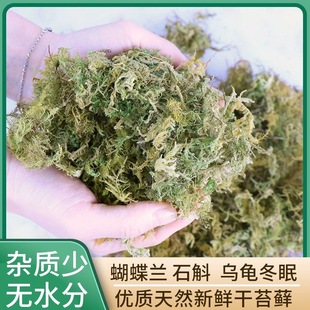 苔藓兰花种植专用苔藓青苔干水苔蝴蝶兰石斛文心兰育苗种植营养土