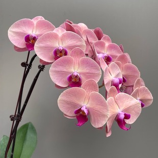 好养活盆栽客厅室内花卉 欣欣向荣超大西瓜红蝴蝶兰花带花苞四季