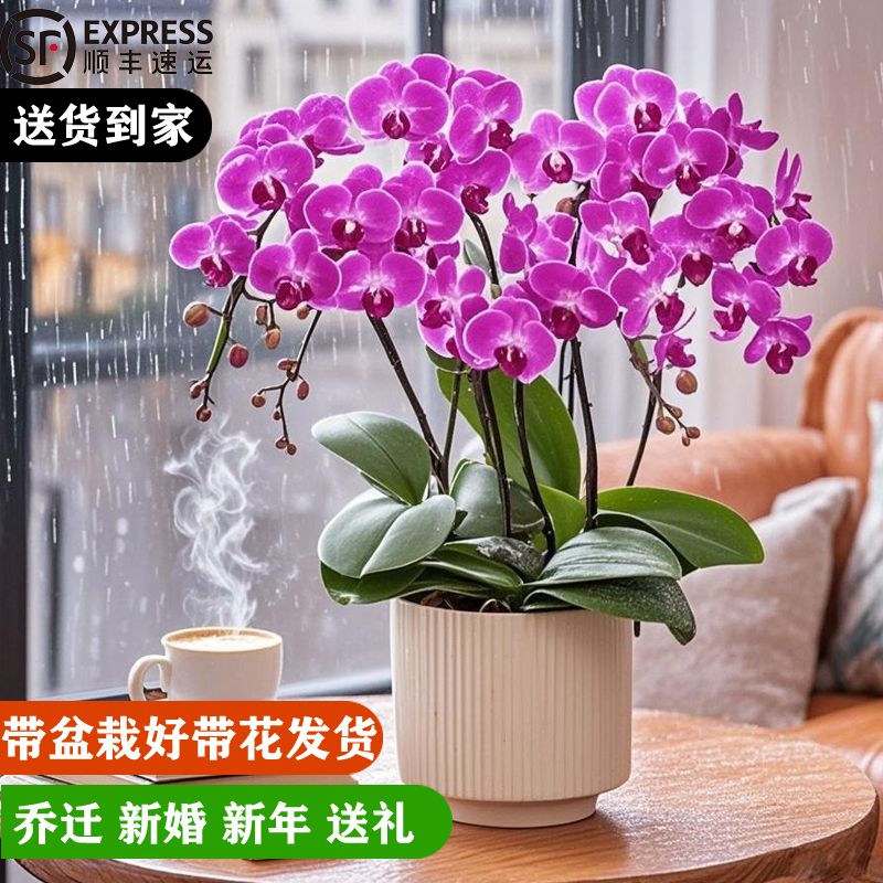 蝴蝶兰盆栽特大号10枝花四季好养
