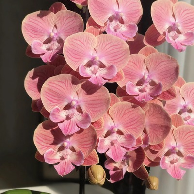 橘粉色蝴蝶兰苗乔迁送礼年宵花卉