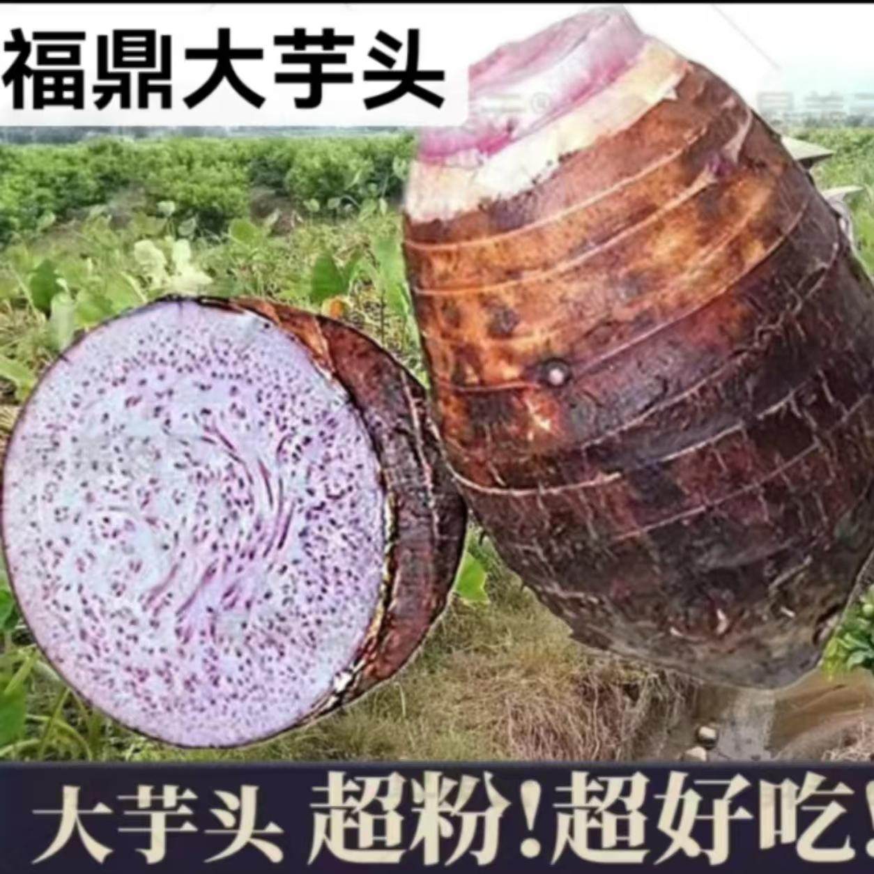 正宗福鼎大芋头槟榔芋毛芋香芋条芋头饼福建太姥山特产