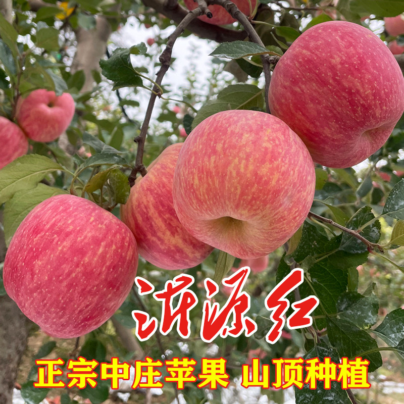 沂源红苹果山东红富士中庄苹果当季现摘整箱2025新果新鲜水果烟台