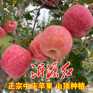 正宗中庄苹果新鲜当季 包邮 沂源红苹果条红红富士山东苹果5斤10斤