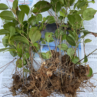 菝葜苗 菝葜根块种子金刚刺苗金刚藤苗多年生爬藤植物铁菱角苗