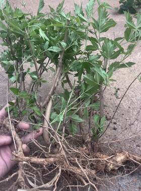 现挖黄荆树苗老桩盆景苗