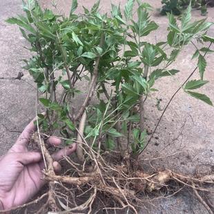 现挖黄荆树苗布惊牡荆条老桩盆景庭院做绿豆腐草木灰原料蜜源树苗