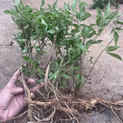 现挖黄荆树苗布惊牡荆条老桩盆景庭院做绿豆腐草木灰原料蜜源树苗