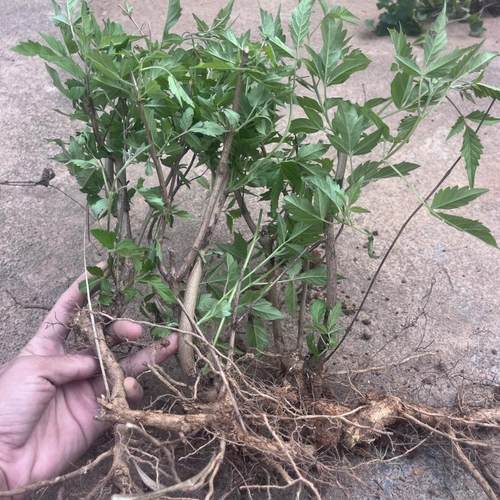 现挖黄荆树苗老桩盆景苗