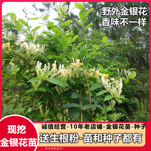 金银花苗 金银花种子 爬藤金银花树苗银藤忍冬盆栽中药材泡茶树苗