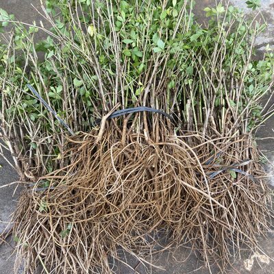 现挖阳台食用野菜南五加皮树苗