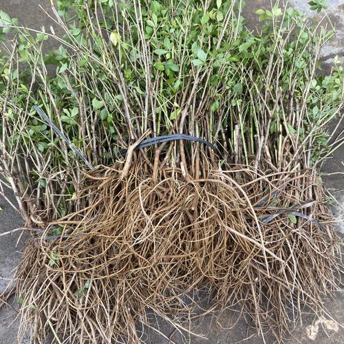 现挖阳台食用野菜南五加皮树苗