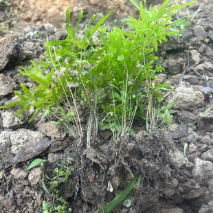现挖海金沙苗野金沙藤转转藤铁线藤多年生常绿爬藤中草药绿植盆栽