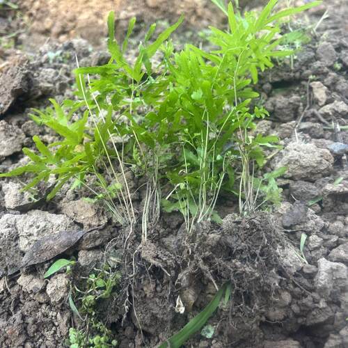 新鲜现挖海金沙苗绿植四季种植