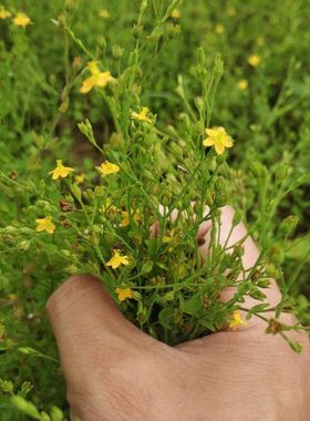 田基黄苗地耳草苗黄花草种子