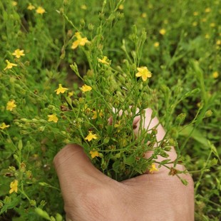 田基黄苗地耳草种子黄花草雀舌草潮汕退黄花仔草中草药材种苗