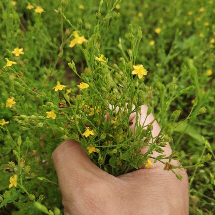 田基黄苗地耳草种子黄花草雀舌草潮汕退黄花仔草中草药材种苗