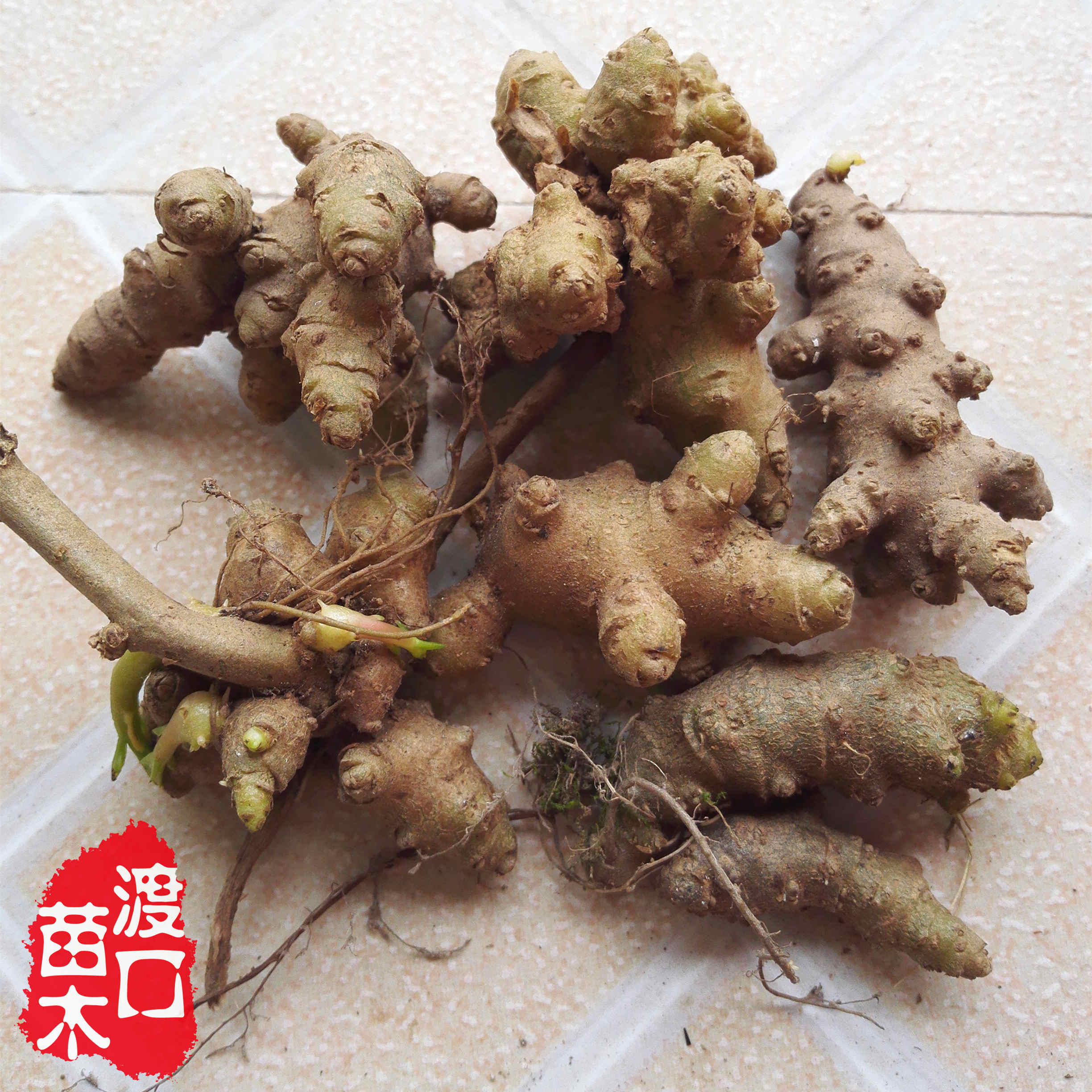 藤三七胚珠 比种子出芽快 川七土田七云南白药种子 可带芽发货