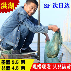 洪湖大闸蟹 母蟹3.5两 公蟹4.5两 鲜活特大现货螃蟹清水蟹 12只装