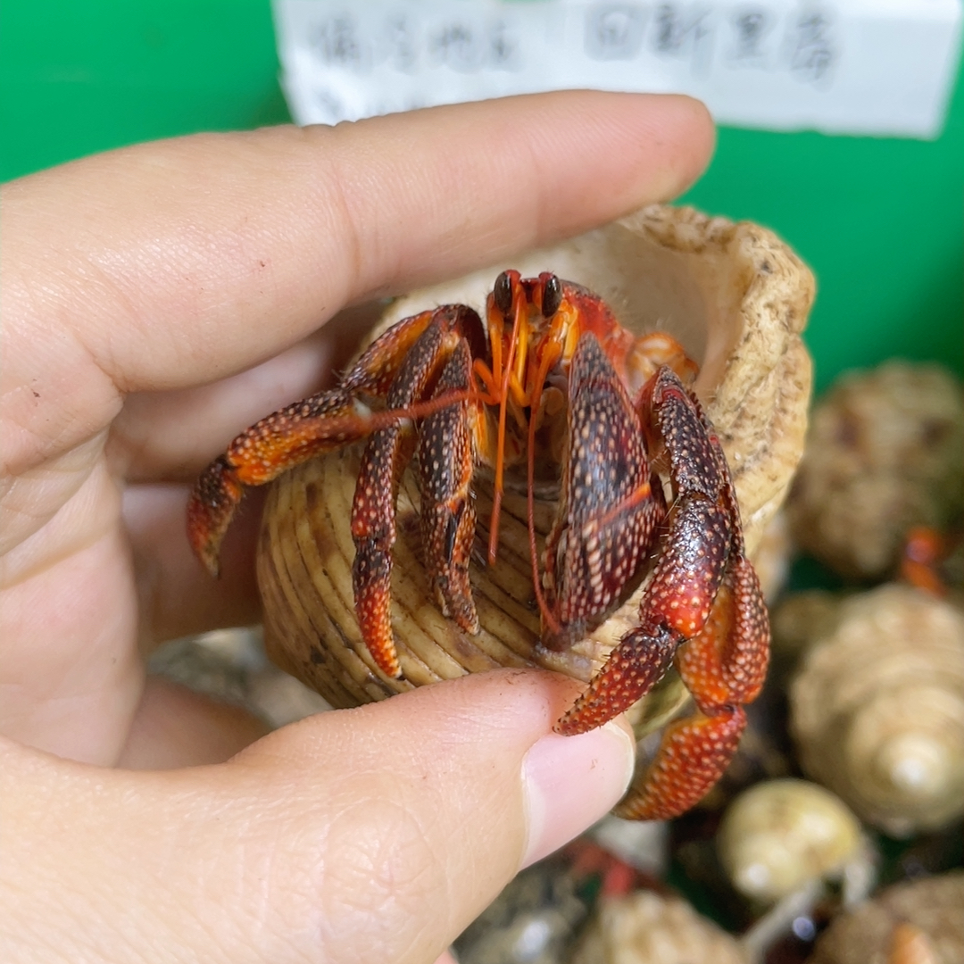 黑莓2