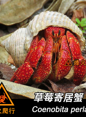 【草莓寄居蟹】红色陆寄居蟹 热门活泼品种黑白草莓 高互动宠物蟹