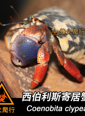 【西伯利斯寄居蟹】双色陆寄居蟹活体 美洲宠物蟹 耐活耐干旱品种