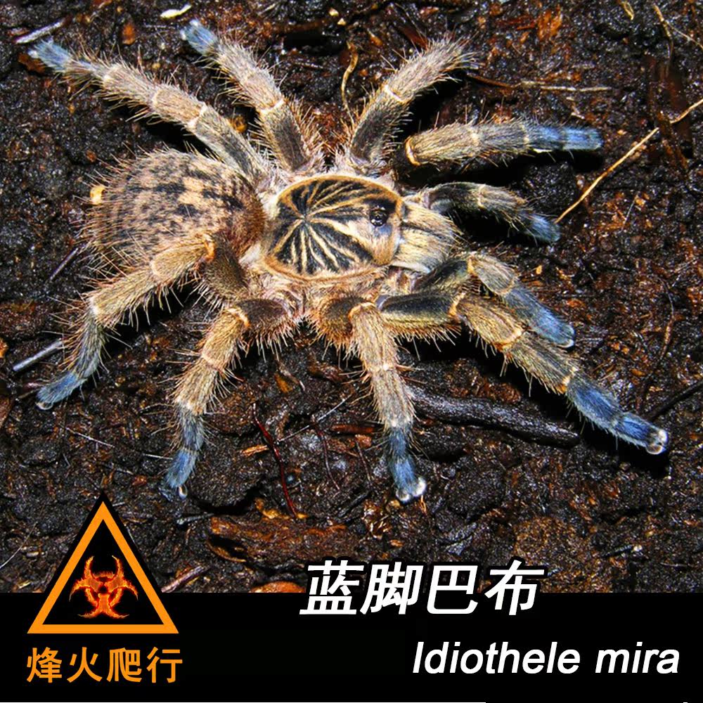 [Blue foot Babu] 1cm Juvenile larva Pet spider living thing classic Collection Breed small-scale Birdin the Pet/Pet food and supplies , Reptile/Insects and supplies Ming , Spider  category - from Buy2taobao.com to provide professional Taobao agent buy service