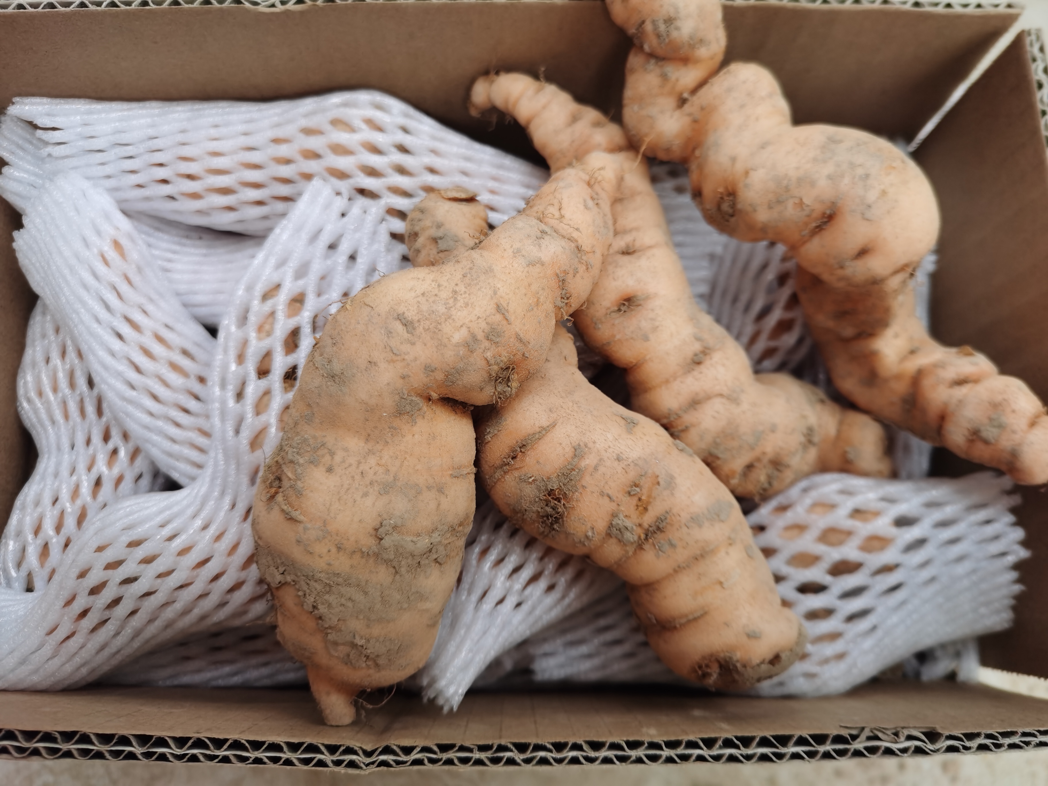 鲜生地2500克焦作怀地黄新鲜地髓地黄鲜地黄饮子鲜生地鲜地黄5斤