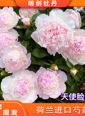 【天使脸颊芍药】Angel Cheeks 进口重瓣芍药