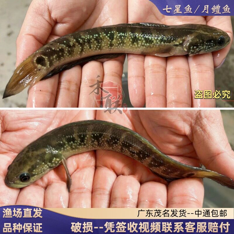 七星鱼苗 雷龙鱼苗 花星鱼苗月鳢鱼山斑鱼耐寒可食用观赏淡水种苗