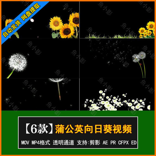 ae/pr/fcpx/特效 蒲公英飘落飞舞 向日葵花朵 黑幕抠像视频素材