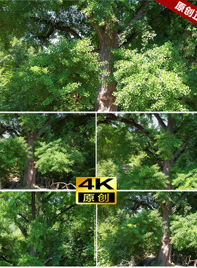 参天大树 千年古树银杏树绿色环保自然树木阳光LED背景4K视频素材