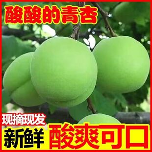 现摘新鲜青杏头茬软核小青杏酸酸的青杏酸脆杏子孕妇水果开胃水果