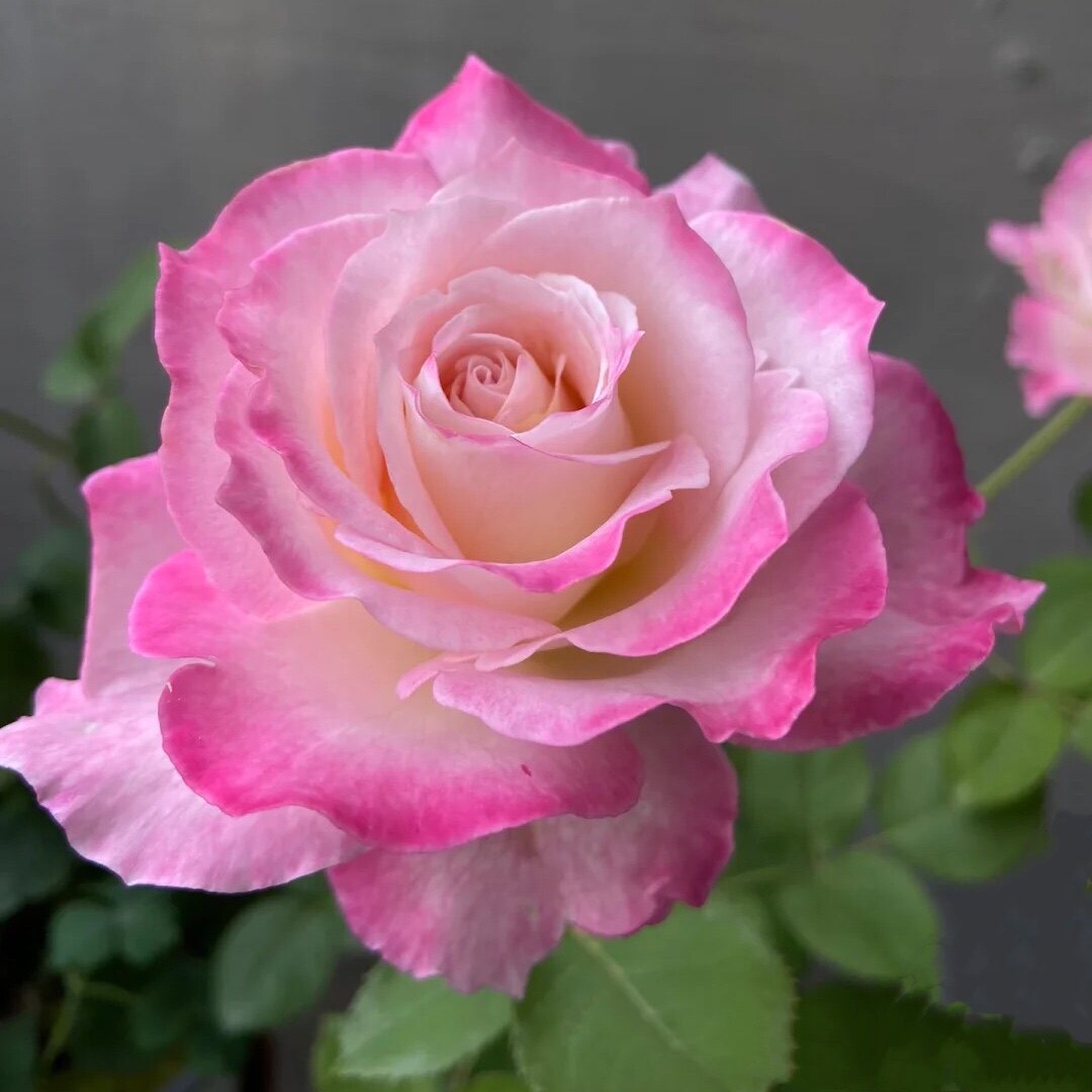 推荐日本河本纯子新品六翼天使月季浓香四季开花阳台庭院盆栽花卉