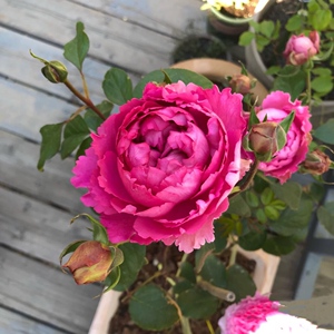 灌木切花月季伊芙胭脂香水大花浓香直立多季开阳台庭院盆栽根接苗