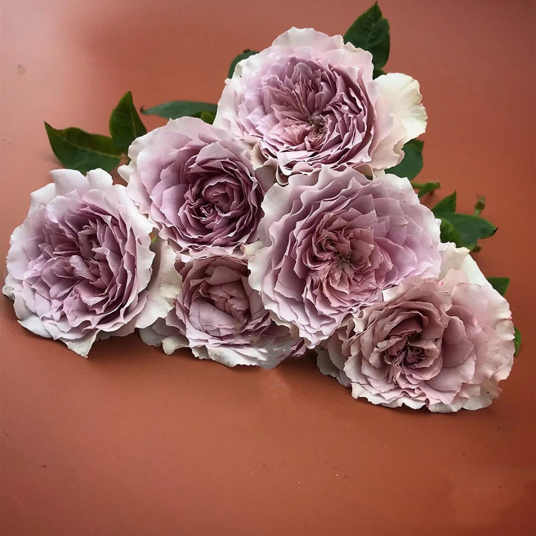 蓝紫色古董怀表月季大花浓香可藤可灌阳台庭院盆栽花卉耐热抗病苗