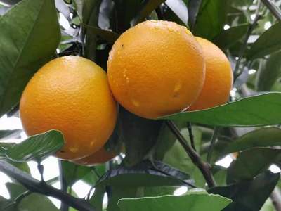 2023年湖南麻阳锦蜜冰糖橙现摘现发新鲜水果橙子三斤五斤十斤装