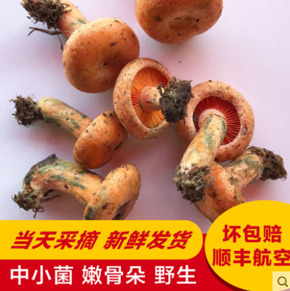 新鲜枞菌寒菌野生菌乌枞菌蘑菇雁鹅菌500g重阳菌黄菌乌枞菌随机发