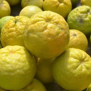 臭皮柑湖南野生酸抛柑酸泡柑下火酸柑子孕妇水果苦柑子水柚子5斤