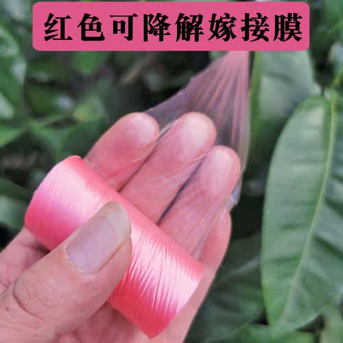 红色可降解果树嫁接膜嫁接专用膜缠绕打结款可降解芽可自剪免解绑