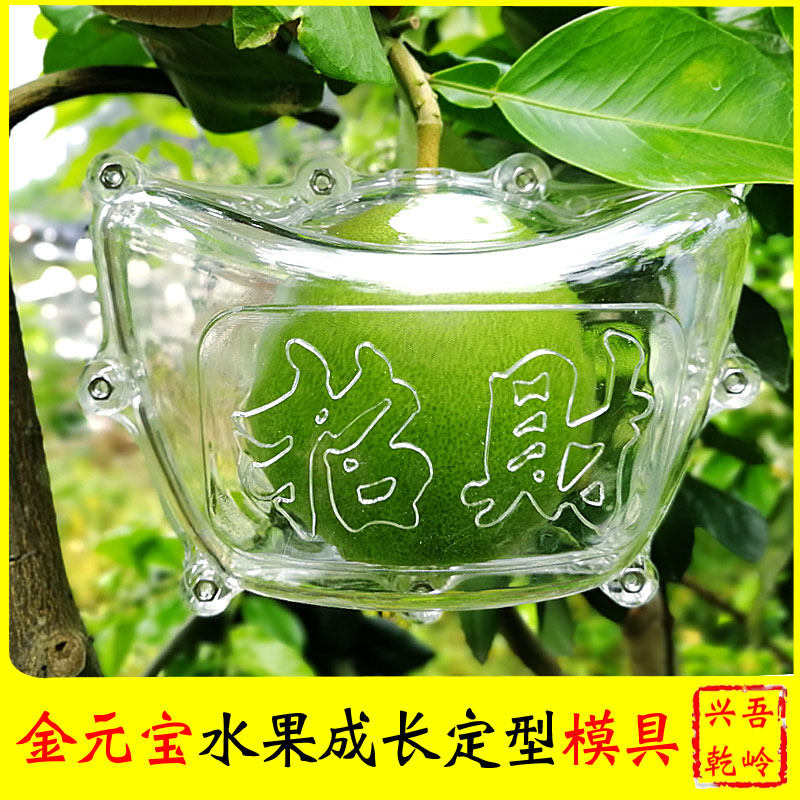黄金元宝柚模具水果造型带字成型柚子成长带字模型元宝柚模具大号