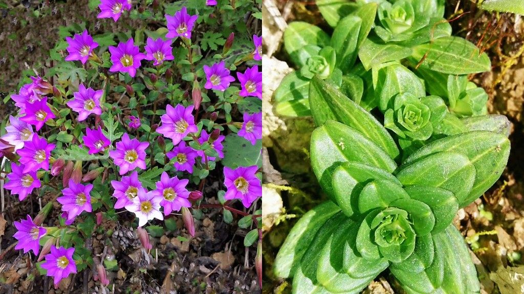 带土 红花龙胆 星宿花苗 时令草本花卉小型趣味桌面盆栽耐寒绿植