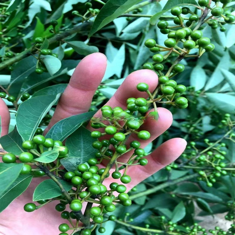 山胡椒山苍子木姜子庭院室外