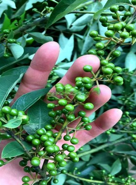 山胡椒山苍子木姜子树苗庭院