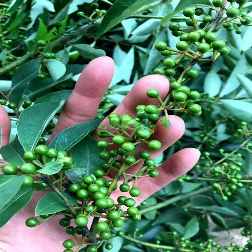 山胡椒山苍子木姜子庭院室外