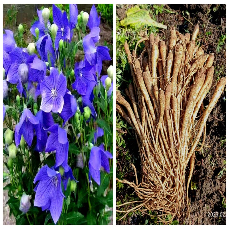 桔梗 包袱花 铃哨花苗多年生落叶盆地栽花卉阳台植物观花花园耐寒